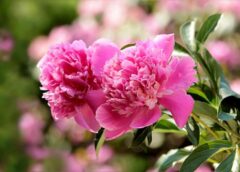 5 augi, kas jāiestāda blakus peonijām: tās ziedēs ļoti krāšņi un bagātīgi