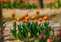 Vai tulpes var stādīt pavasarī – noteikti var, tikai precīzi jāzina kā