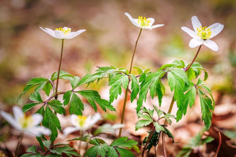 Wood Anemone