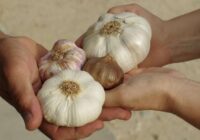 Kā paātrināt ķiploku augšanu un panākt, lai veidojas lielas galviņas