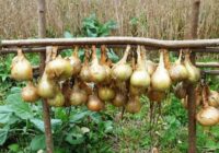 Pastāstīsim, kāpēc ķīniešu sīpolu stādīšanas metode ir labāka par citām
