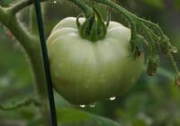 Kā barot tomātus, ja ir daudz ziedu, bet maz pumpuru