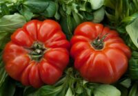 Tomātu un zemeņu raža un garša būs izcila, ja augus pabarosiet ar šiem dabīgajiem produktiem