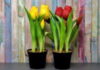6 galvenie padomi, kā audzēt tulpes podos telpās – padariet savu ziemas dārzu košu un dzīvīgu 6 galvenie padomi, kā audzēt tulpes podos telpās – padariet savu ziemas dārzu košu un dzīvīgu