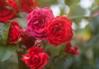 Precīzi pabarojiet rozes pavasarī – sulīga ziedēšana visu vasaru garantēta