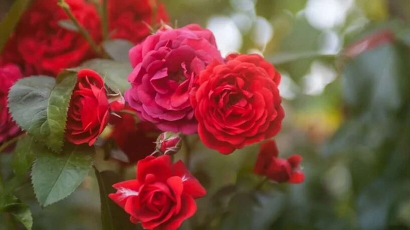 Precīzi pabarojiet rozes pavasarī – sulīga ziedēšana visu vasaru garantēta