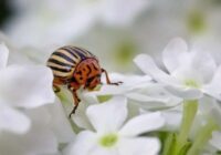 Visefektīvākais līdzeklis pret Kolorādo vabolēm – noderīgs agronomu padoms