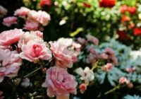 Rozes ziedēs bagātīgi, ja veiksiet pareizu krūmu barošanu pumpuru periodā