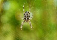 5 populārākie triki, kas palīdzēs atbrīvoties no zirnekļiem un citiem kaitēkļiem jūsu mājās