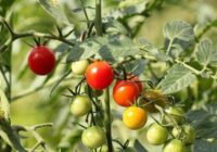 Temperatūra, pie kuras gurķus, tomātus un papriku var stādīt atklātā zemē