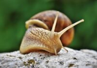Ekonomisks un efektīvs veids, kā atbrīvoties no gliemežiem dārzā