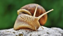 Ekonomisks un efektīvs veids, kā atbrīvoties no gliemežiem dārzā