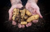 Interesanti kartupeļu sabiedrotie – ko stādīt blakus, lai izaudzētu rekordlielus kartupeļu bumbuļus Interesanti kartupeļu sabiedrotie – ko stādīt blakus, lai izaudzētu rekordlielus kartupeļu bumbuļus