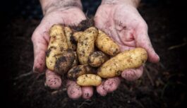 Interesanti kartupeļu sabiedrotie – ko stādīt blakus, lai izaudzētu rekordlielus kartupeļu bumbuļus