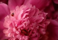 7 karotes parasto garšvielu dod nepieredzētu peoniju ziedēšanu