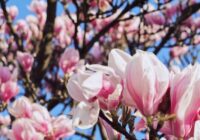 Dārznieku padomi, lai arī jūsu dārzā skaisti ziedētu magnolijas