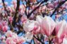 Dārznieku padomi, lai arī jūsu dārzā skaisti ziedētu magnolijas