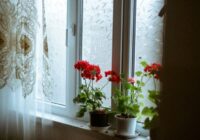 Ziedu audzētāju kopšanas ieteikumi, lai pelargonijas skaisti ziedētu