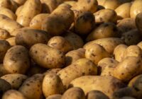 Kā palielināt kartupeļu ražu – mazpazīstama jūlija tehnika, lai iegūtu lielus bumbuļus