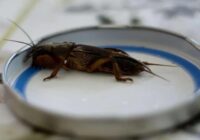 4 lietas, no kā baidās zemesvēzis – vienkārši veidi, kā glābt dārzu no izplatītā kaitēkļa