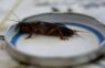 4 lietas, no kā baidās zemesvēzis – vienkārši veidi, kā glābt dārzu no izplatītā kaitēkļa