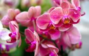Orhidejas “ziedēs kā pulkstenis”, ja tās barosiet ar šo produktu Orhidejas “ziedēs kā pulkstenis”, ja tās barosiet ar šo produktu