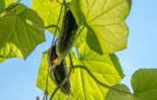 Jūlija “siltās” laistīšanas triks gurķiem – tas ir vienīgais veids, kā izvairīties no rūgtuma Jūlija “siltās” laistīšanas triks gurķiem – tas ir vienīgais veids, kā izvairīties no rūgtuma