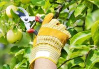 Pasteidzieties to izdarīt pirms rudens – koki, kuri obligāti jāapgriež vasarā, lai palielinātu ražu