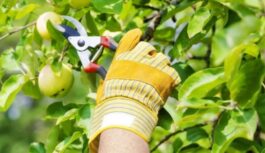 Pasteidzieties to izdarīt pirms rudens – koki, kuri obligāti jāapgriež vasarā, lai palielinātu ražu