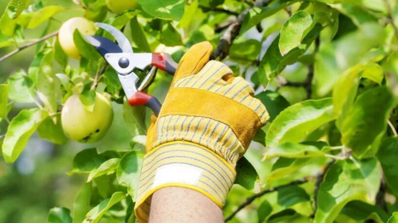 Pasteidzieties to izdarīt pirms rudens – koki, kuri obligāti jāapgriež vasarā, lai palielinātu ražu