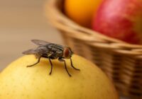 Mušas no mājas pazūd un neatgriežas – izmantoju šo 10 sekunžu metodi reizi dienā
