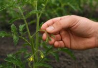 Kā pareizi veidot tomātu krūmus bagātīgai un agrīnai ražai – soli pa solim