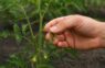 Kā pareizi veidot tomātu krūmus bagātīgai un agrīnai ražai – soli pa solim