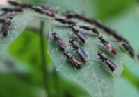 Manas omītes padoms, kāpēc kanalizācijas mušas iemīļo tavu izlietni, vienkāršākais veids, kā no tām atbrīvoties