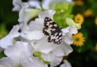Horoskops 12. jūlijam: Vēžiem – patīkams ieguvums, Skorpioniem – gaiša diena