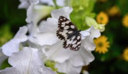 Horoskops 12. jūlijam: Vēžiem – patīkams ieguvums, Skorpioniem – gaiša diena