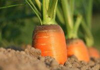 Viena kļūda, kuras dēļ burkāni iznīkst un aug mazi, bet kuru var labot