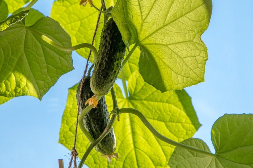 Piens paātrinās gurķu nogatavināšanu: 3 receptes barošanai