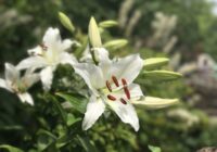 Viena izplatīta problēma, kuras dēļ jūsu lilijas nokaltīs