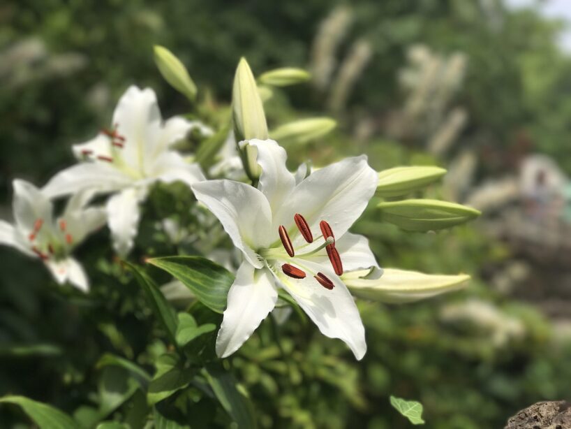 Viena izplatīta problēma, kuras dēļ jūsu lilijas nokaltīs