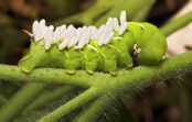 Kā uz visiem laikiem tikt vaļā no tomātu vērpju kāpuriem — pirms tie pārņem jūsu dārzu