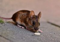 Viltīgi veidi, kā peles iekļūst jūsu mājā, un kā tās atturēt