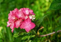 Kā iesēt hortenzijas, lai iepriecinātu visus nākošajā vasarā