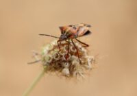 Kā pasargāt savu dārzu no ķirbjblaktīm un novērst, lai tās nebojā tavas dārzeņu ražas