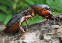 Pastāstīsim kā pasargāt kartupeļus no zemes vēžiem, lai raža paliktu neskarta