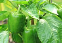 Ar pareizo mēslojumu paprika augs ļoti strauji