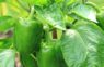 Ar pareizo mēslojumu paprika augs ļoti strauji
