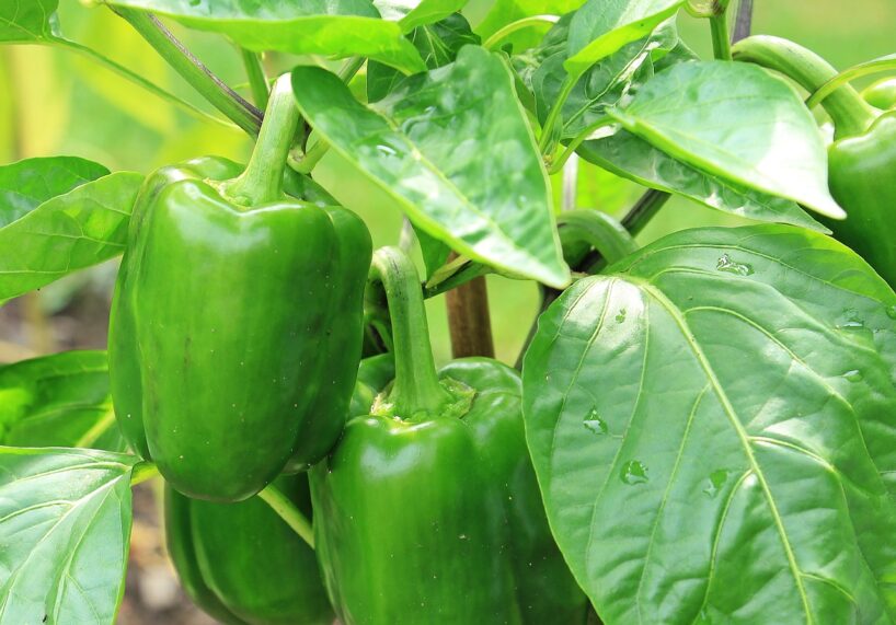 Ar pareizo mēslojumu paprika augs ļoti strauji