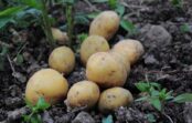 Augi, kurus nekad nevajadzētu stādīt blakus kartupeļiem, pēc dārzkopības speciālistu domām