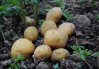 Augi, kurus nekad nevajadzētu stādīt blakus kartupeļiem, pēc dārzkopības speciālistu domām